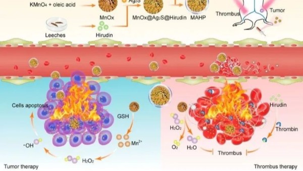 华农最新研究：通过仿生纳米递送天然水蛭素，实现了无创溶栓和有效抗凝
