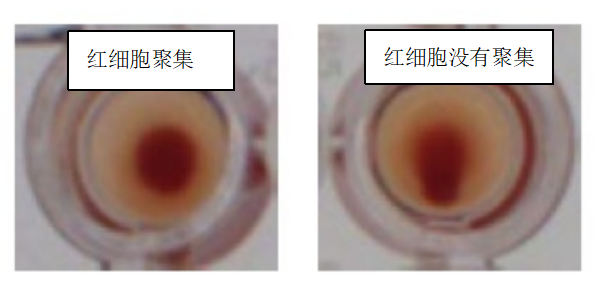 水蛭素、新冠病毒、壮医水蛭疗法