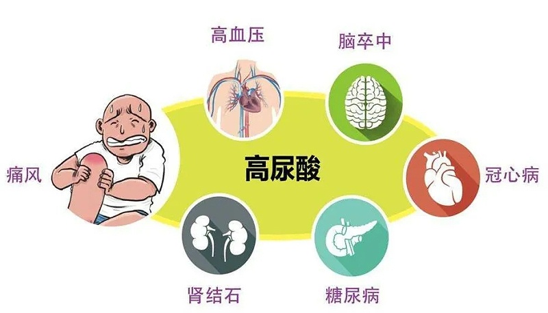 水蛭素、高尿酸、痛风