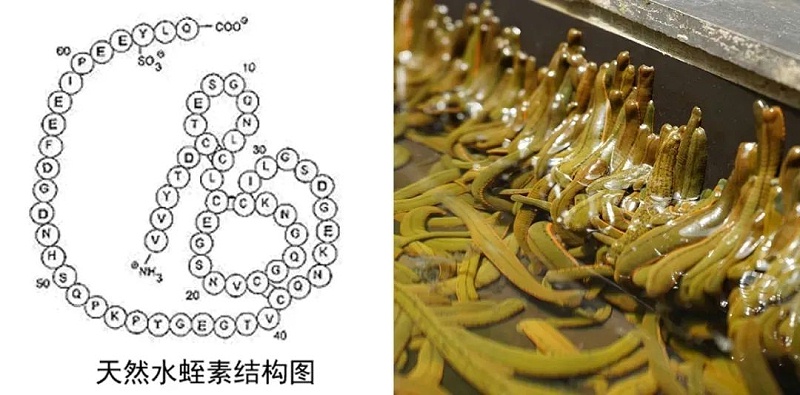 水蛭素、血管堵塞、粥样硬化